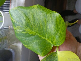 Monstera aureovariegata vrchol + zdarma řízek albovariegaty - 3