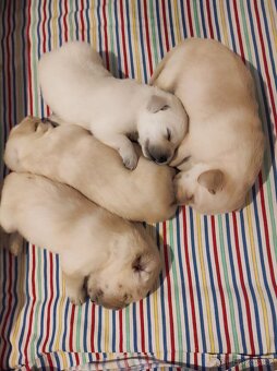 Štěňata labradorského retrívra - 3