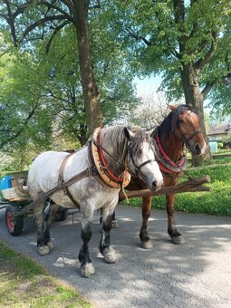 Chladnokrevnik X Percheron - 3