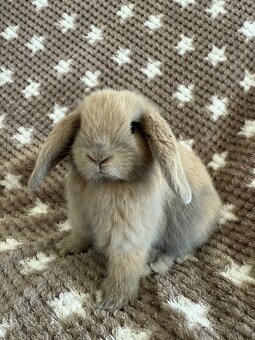 Mini Lop - beránek - 3