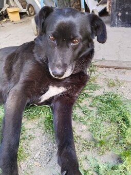Kříženec labradora - 3