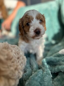 🐶 CAVAPOOCHON ŠTĚŇÁTKA – PRVNÍ VRH NAŠICH RODINNÝCH MAZLÍKŮ - 3