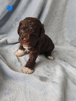 Lagotto romagnolo s PP - italský vodní pes - 3