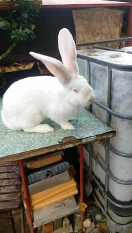 Belgický obr Albín - 3