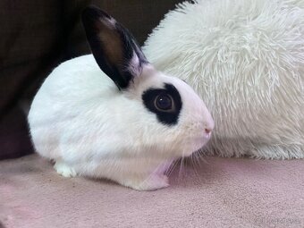 Zakrslí králíček - bílo černý s ušima nahoru - 3