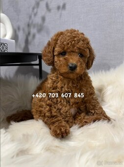 Chlapeček toy pudl | TOY POODLE red brown boy Gregy - 3