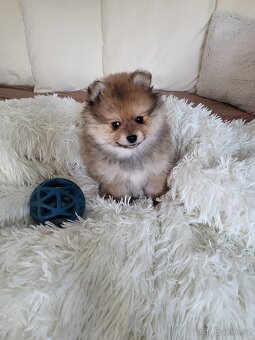 Pomeranian - 3