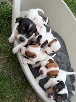 Jack Russell teriér - 3
