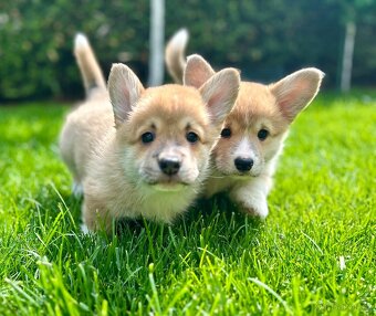 Welsh corgi pembroke - 3
