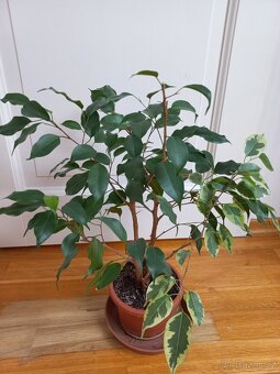Ficus benjamina - 3