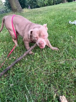 American Bully hleda zahradku - 3