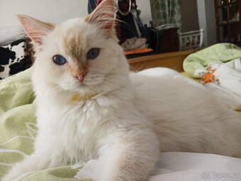 Hledá se nový domov pro nádhernou kočičku Ragdoll - 3