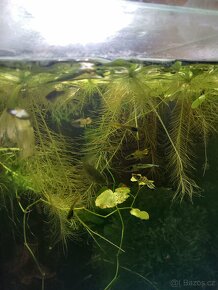 Endlerky Yellow tiger - 3