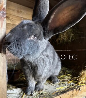 Belgický obr modrý - 3