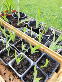 Aloe, angínovník, migrénovník - rostlinky - 3