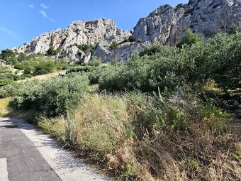 Olivový sad / Chorvatsko / Makarska - 3