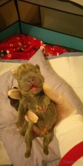 Francouzský buldočeky - 3