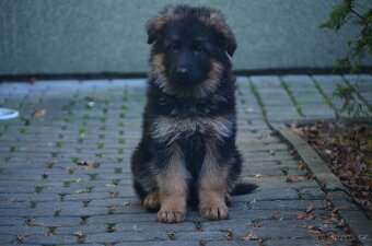 Nemecky ovcak  dlouhosrsty - 3