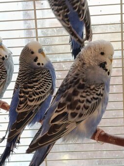 Prodám andulky rok 2025 - 3