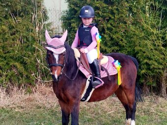 6letá Welsh klisna - 3