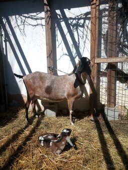 Anglonubijská koza - 3