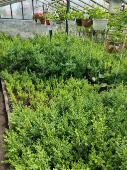 Buxus na živé ploty - 3