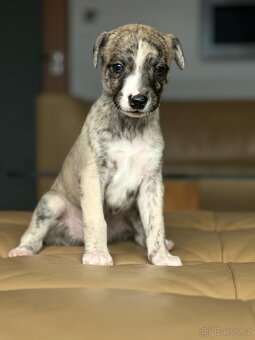 vipet/whippet štěňátka - 3