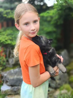 Německý ovčák - štěňata s PP (FCI) - 3