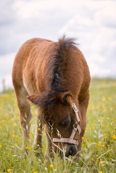 Shetland pony hřebeček - 3