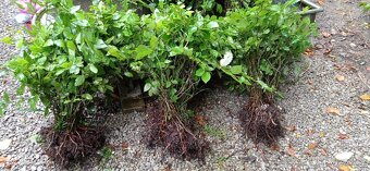 Habr na živé ploty. - 3