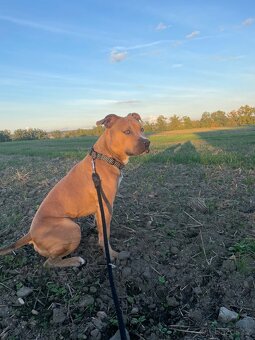 Americký stafordšírský Teriér - 3