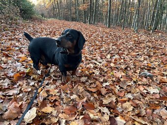 NABÍZÍM KE KRYTÍ - Alpský jezevčíkovitý brakýř - 3