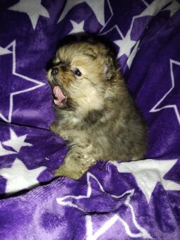 Pomeranian- německý špic - 3