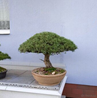Borovice lesní bonsai - 3