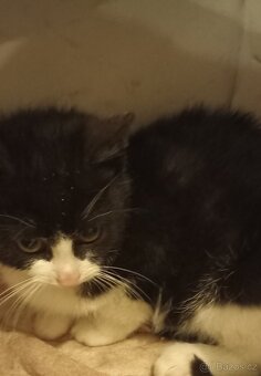 Prenechám krásného kocourka - 3