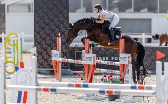 Prodej sportovního koně - 3