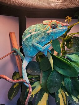 Chameleon pardálí - 3