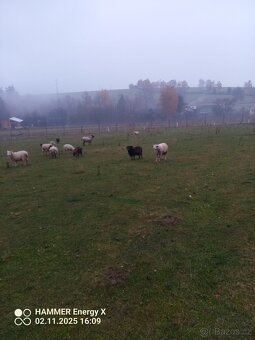 Qesantsly beránek - 3