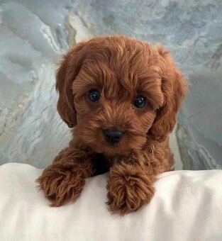Cavapoo - 3