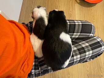 Morče, Morčata - 3