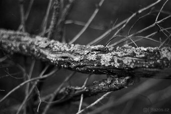 Pentax Super A + Sigma A 28-70mm f/3,5-4,5 - 3