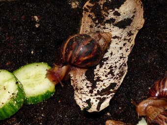 Oblovka (Lissachatina immaculata) - 3