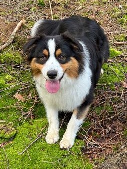 Australsky ovcak - KRYTI - 3