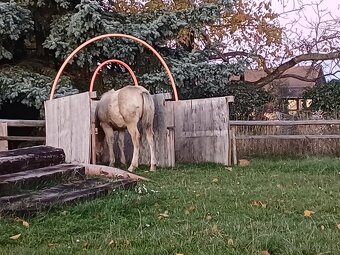 Prodám hřebečka Welsh Part Bred - 3