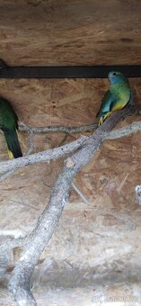 Neoféma modrohlavá - 3