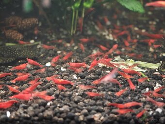 Neocaridina Red Cherry - 3