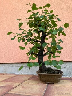 Bonsai, Bonsaj, mahalebka, solitéra - 3