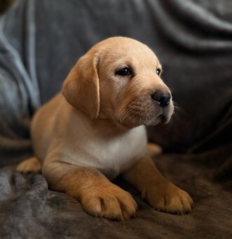 Labrador s PP,tři světlá štěňátka - 3