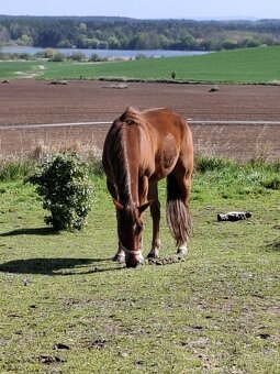 Appa valach nar.2017 s QH linií - 3