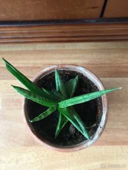 Sansevieria v keramickém květináči - 3